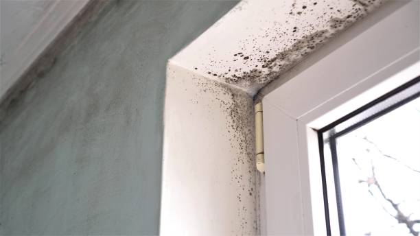 Best Mold Damage Repair  in Safety Harbor, FL