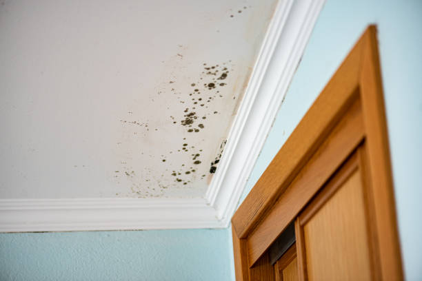 Best Residential Mold Removal  in Safety Harbor, FL
