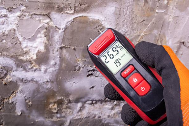 Trusted Safety Harbor, FL Mold Removal Experts