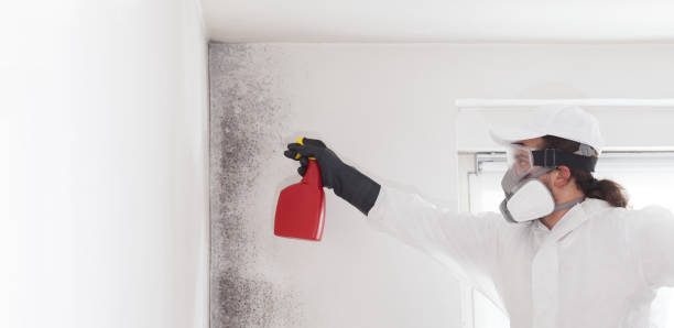 Best Attic Mold Removal  in Safety Harbor, FL