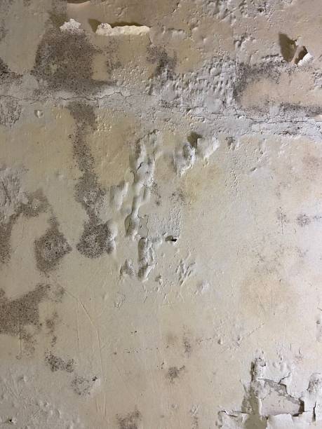 Best Toxic Mold Removal  in Safety Harbor, FL