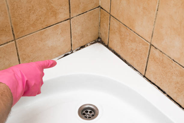 Best Certified Mold Removal  in Safety Harbor, FL